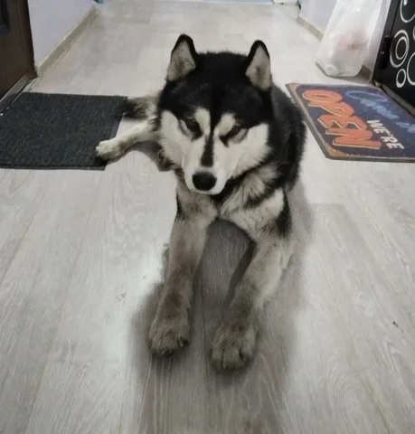Найдена собака породы Хаски в Иркутске - Крупный рогатый скот в Иркутск