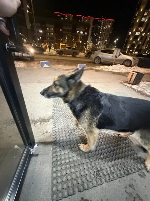 Потерянная собака на Култукской - Крупный рогатый скот в Иркутск