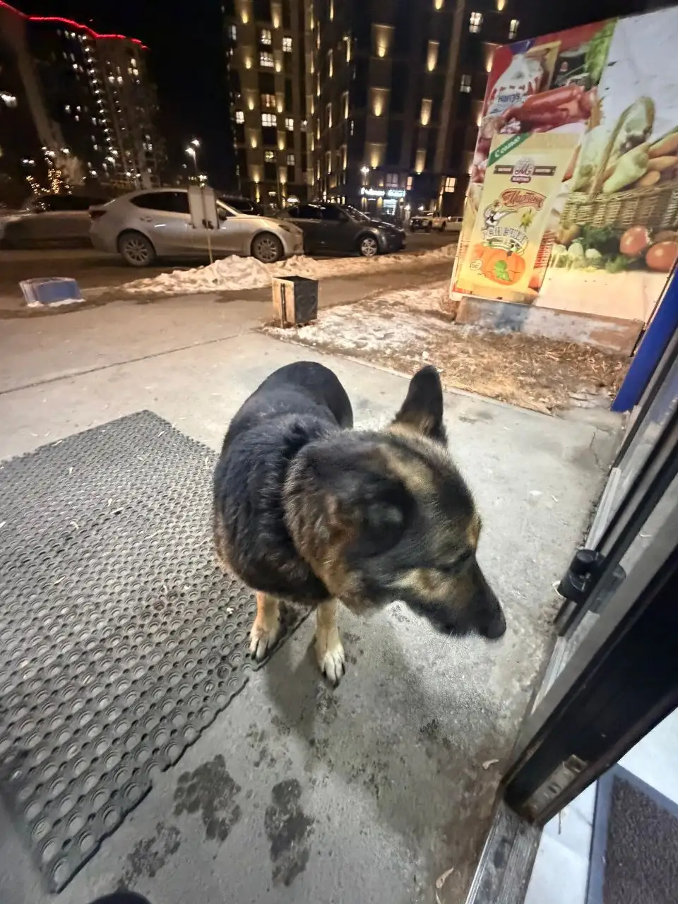 Потерянная собака на Култукской - Собаки (Животные) в Иркутск