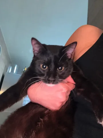 Найден кот в Университетском - Крупный рогатый скот в Иркутск