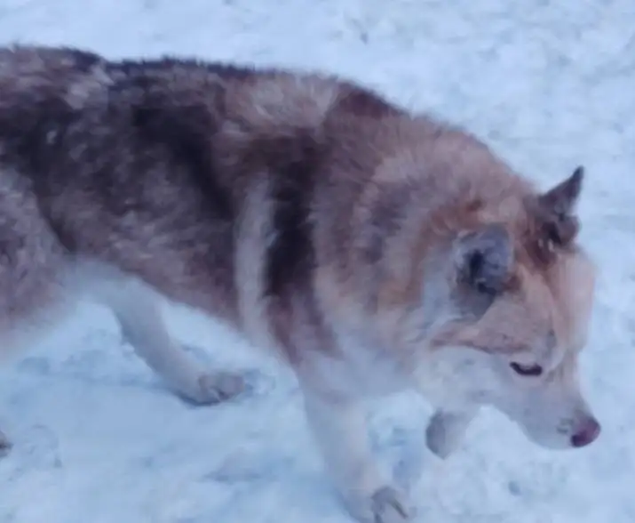 Найдена собака в районе Синюшиной горы - Животные в Иркутск
