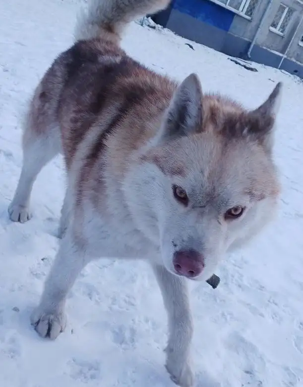 Найдена собака в районе Синюшиной горы - Животные в Иркутск