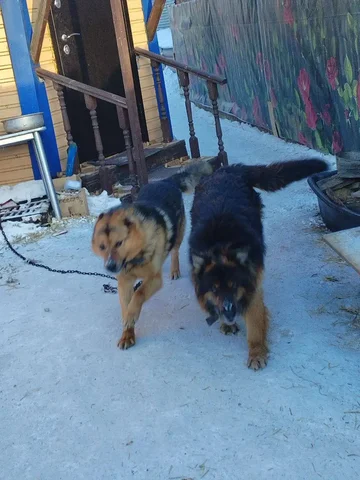 Пропали два кобеля в Селиванихе - частное объявление в Иркутск