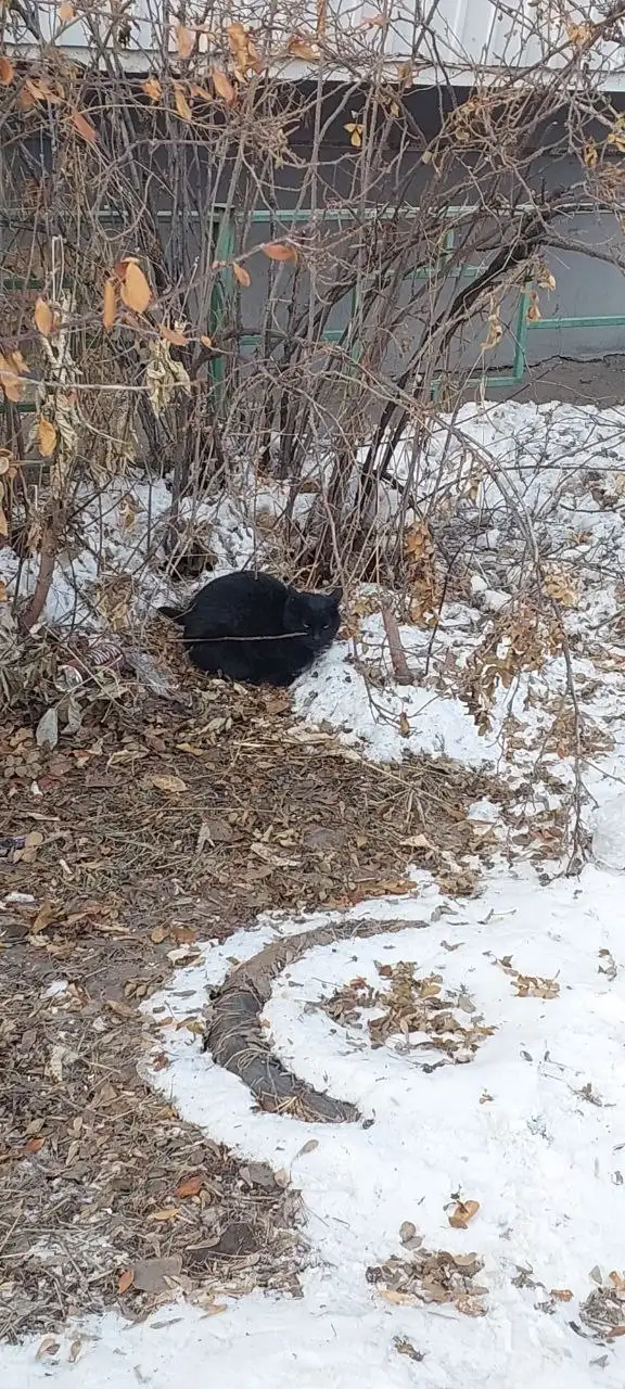 Найден домашний котенок на улице - Кошки (Животные) в Иркутск