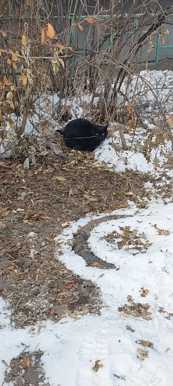 Найден домашний котенок на улице - Кошки (Животные) в Иркутск