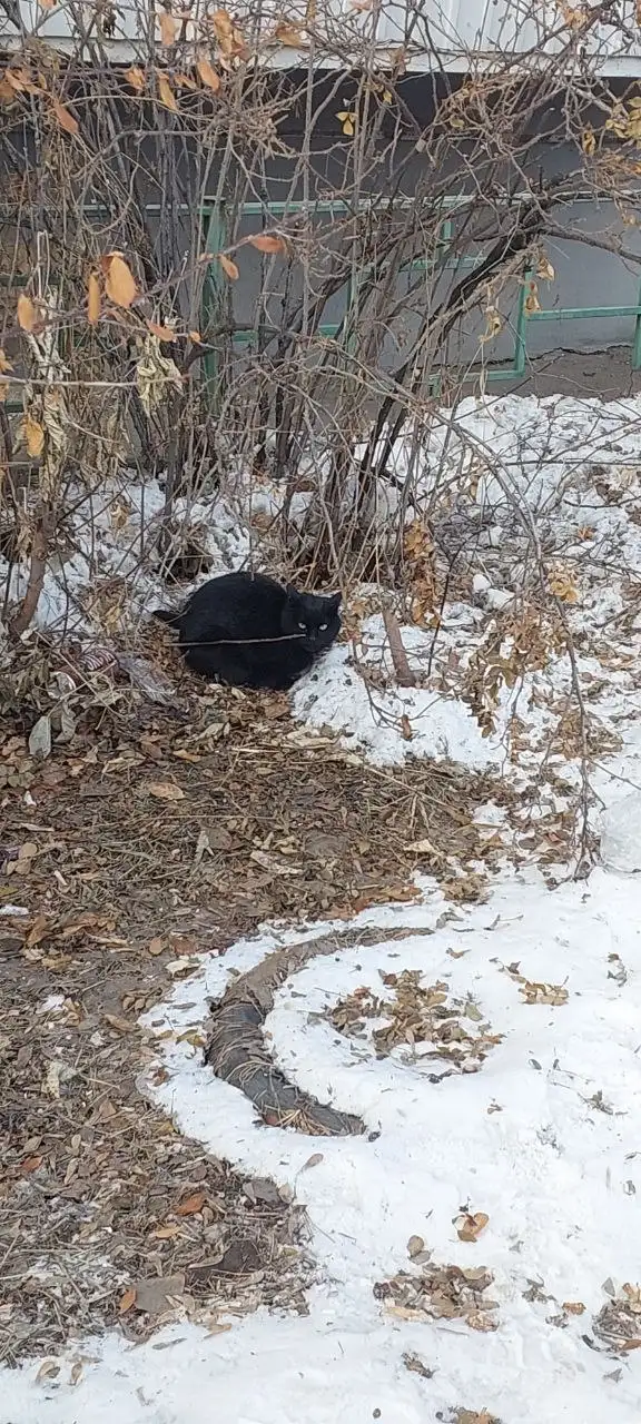 Найден домашний котенок на улице - Кошки (Животные) в Иркутск