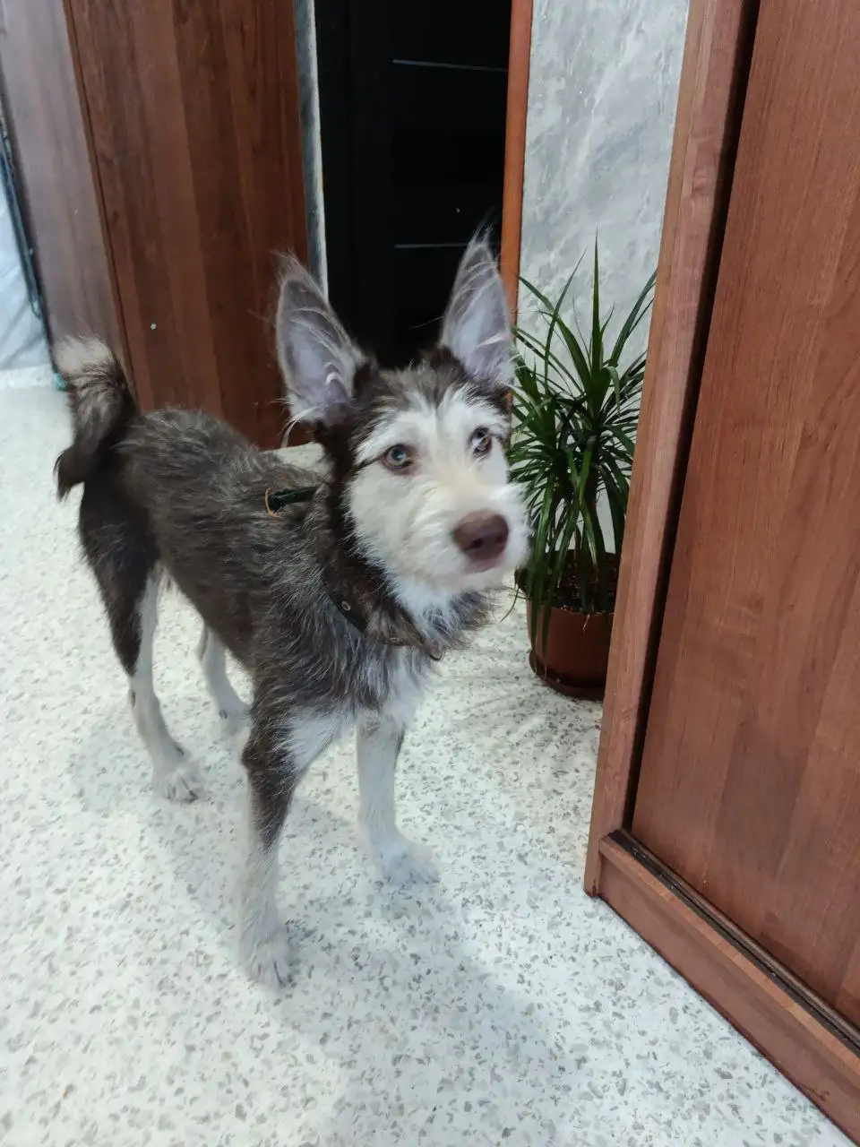 Найдена собака в Иркутске - Собаки (Животные) в Иркутск