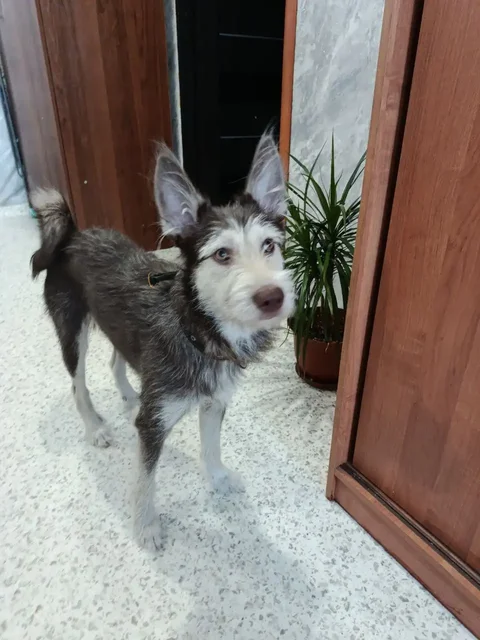 Найдена собака в Иркутске - Найдены/потеряны в Иркутск