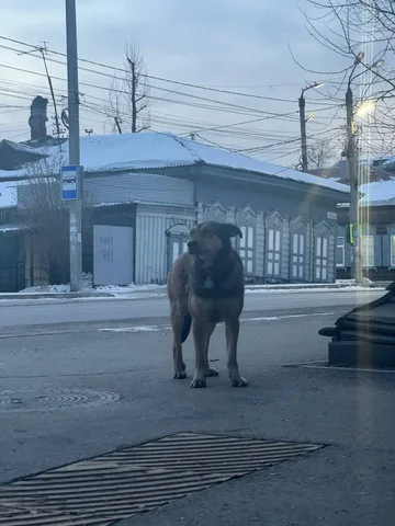 Пропала собака с красным ошейником в Иркутске - Найдены/потеряны в Иркутск