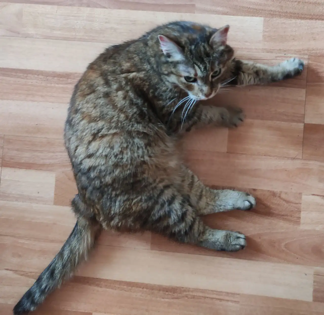 Найдена кошка в Иркутске - Кошки (Животные) в Иркутск