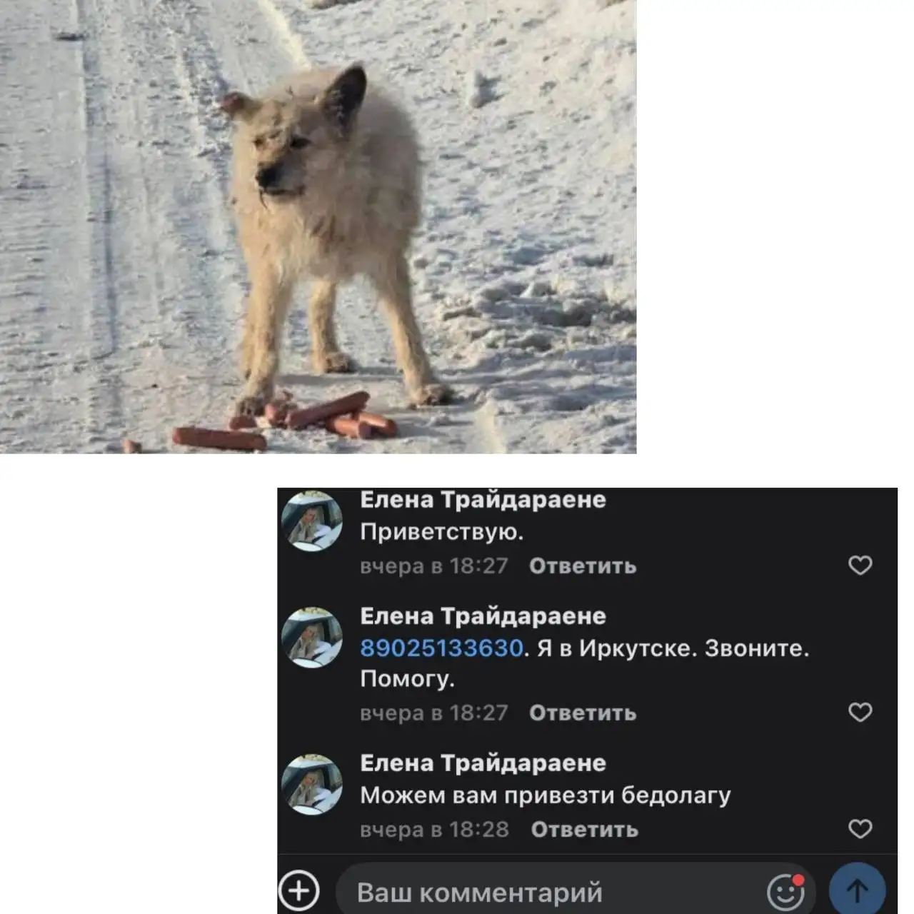 Потеряшка в Иркутске - Животные в Иркутск