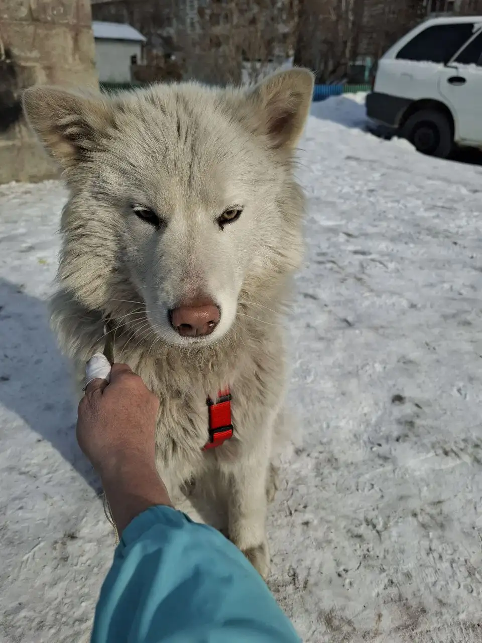 Потеряшка собака в Иркутске - Собаки (Животные) в Иркутск