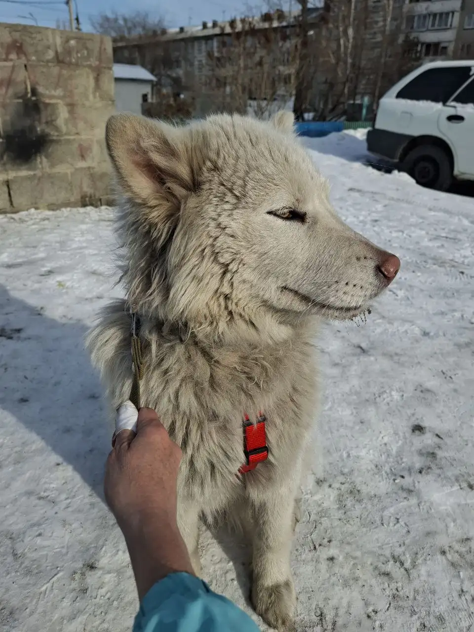 Потеряшка собака в Иркутске - Собаки (Животные) в Иркутск