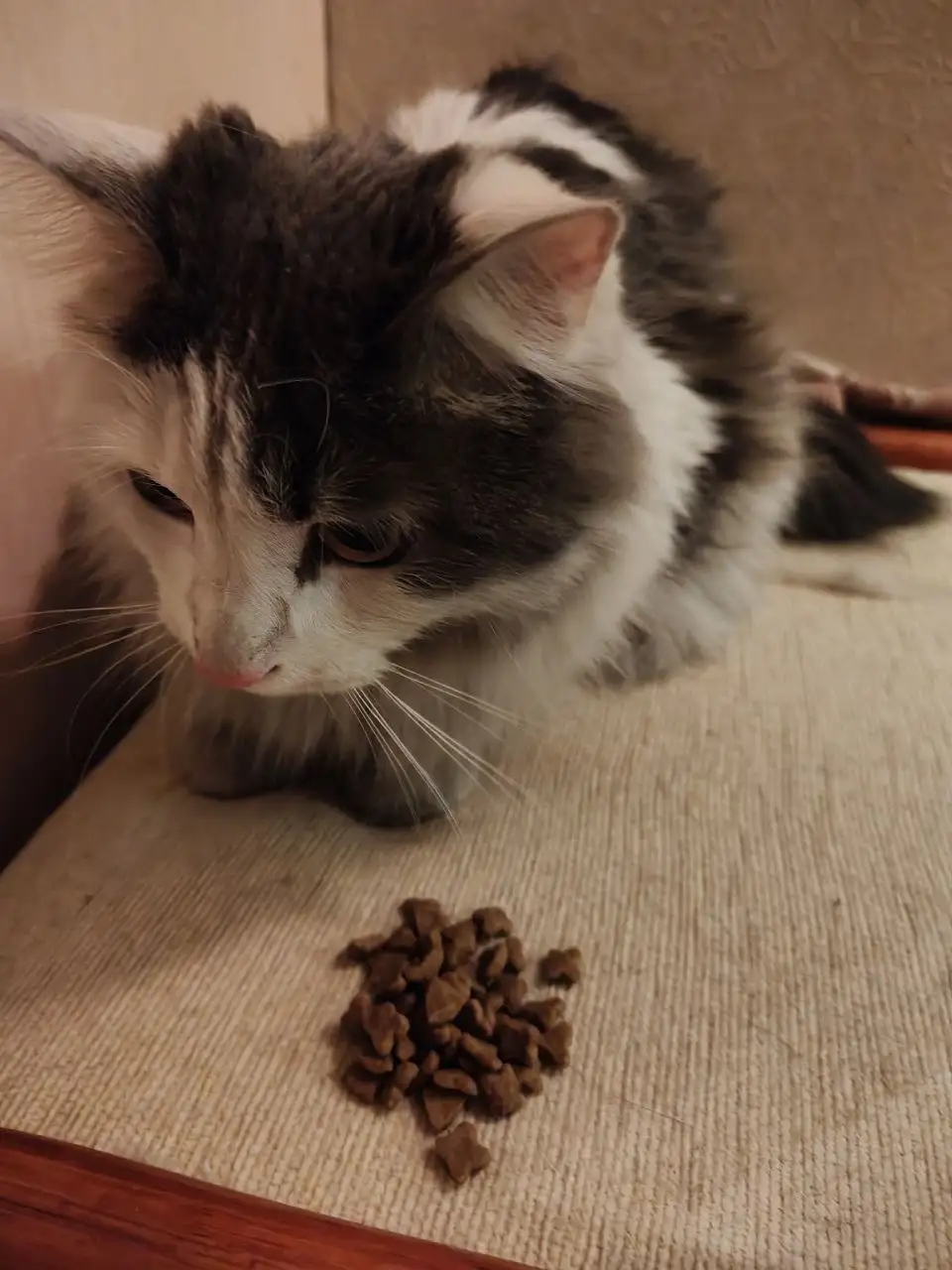 Найден кот или кошка в Первомайском мкр - Животные в Иркутск