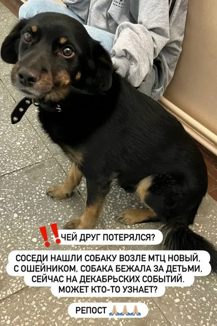 Потеряшка Иркутск животные - Найдены/потеряны в Иркутск