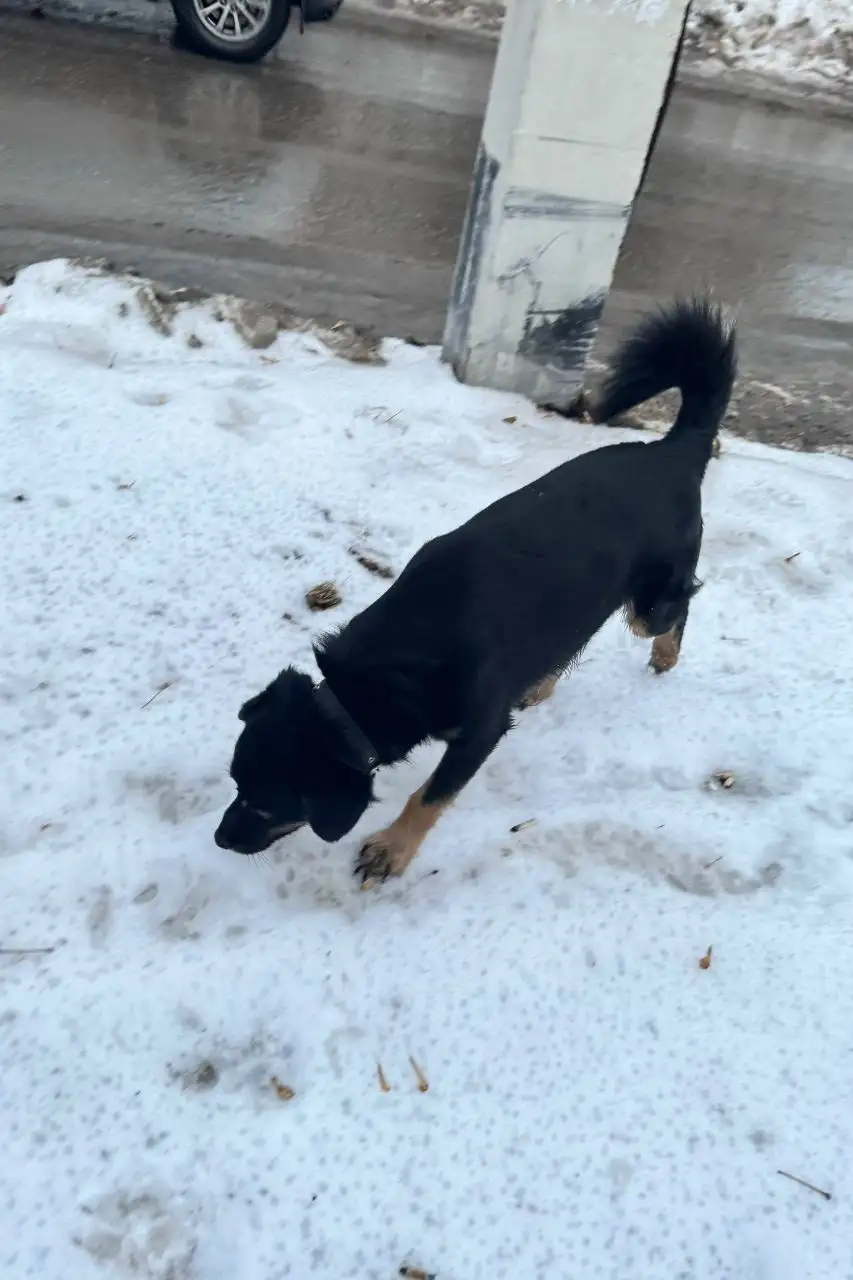 Потеряшка Иркутск животные - Животные в Иркутск