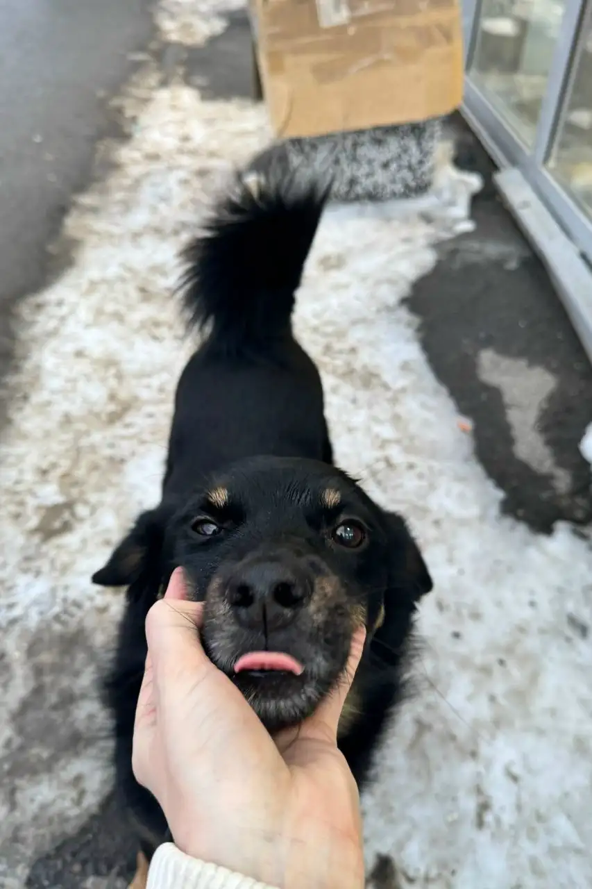 Потеряшка Иркутск животные - Животные в Иркутск