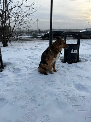 Потеряшка Иркутск Животные - Найдены/потеряны в Иркутск