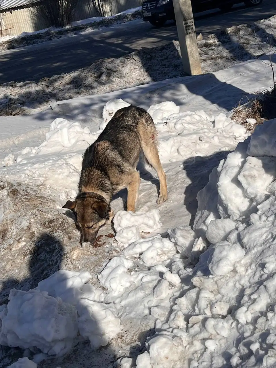 Раненая собака с ошейником в Пивоварихе - Потерянные/найденные животные (Животные) в Иркутск