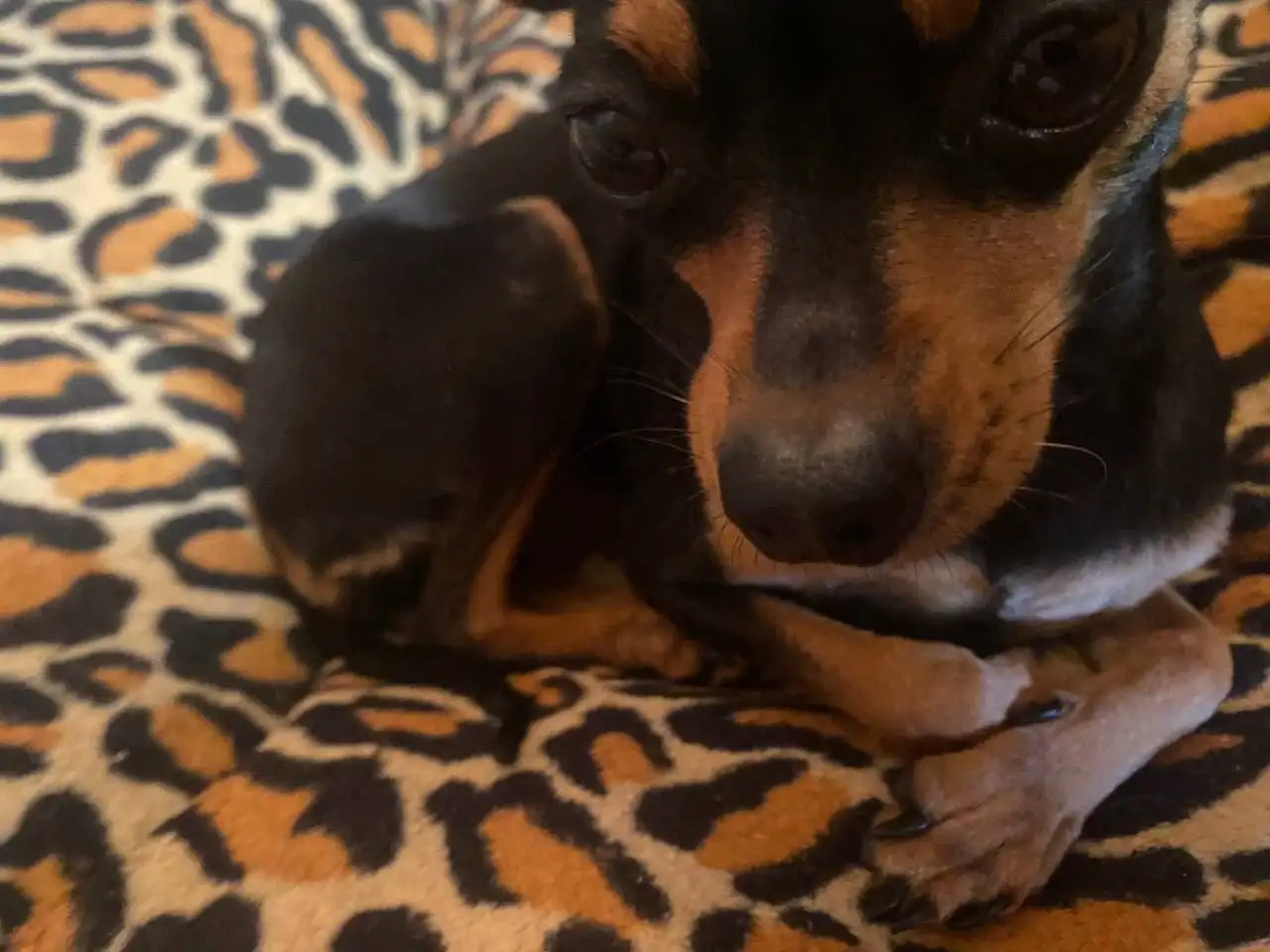 Потерялся маленький тойчик по кличке Буся в Иркутске - Животные в Иркутск