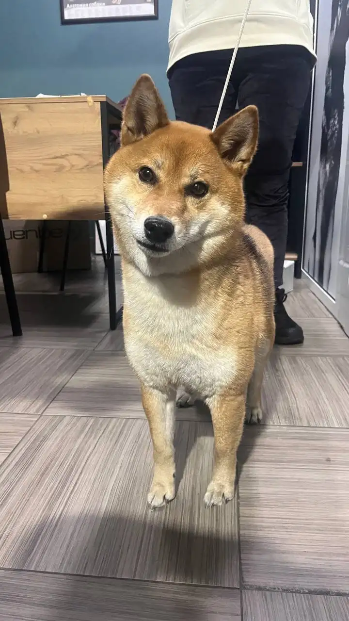 Найдена сиба-ину в районе Баргузина, Иркутск - Собаки (Животные) в Иркутск