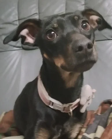 Потеряна собака породы пинчер в поселке Марата - Найдены/потеряны в Иркутск