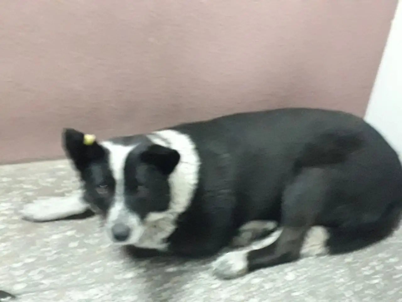 Потеряшка Иркутск Животные - Животные в Иркутск