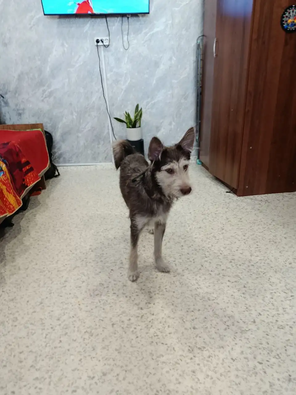 Найдена собака в 189 квартале Иркутска - Найдены/потеряны (Животные) в Иркутск