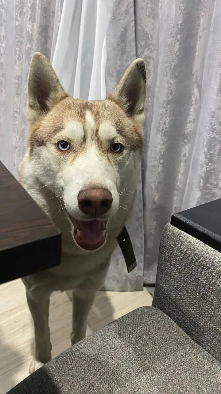 Пропала собака в д. Грановщина - Потерянные/найденные животные (Животные) в Иркутск