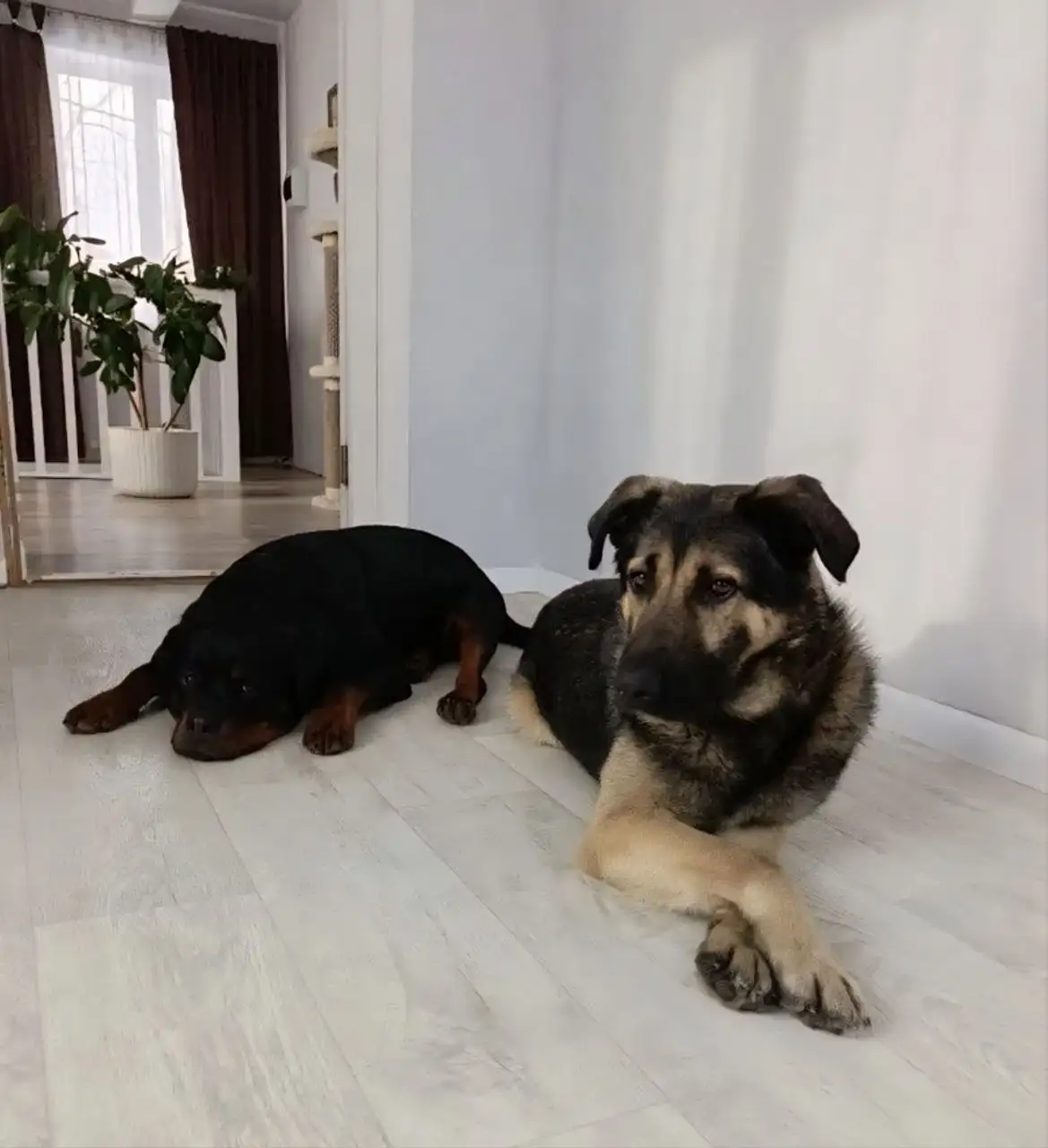 Потеряшка Иркутск Животные - Собаки (Животные) в Иркутск