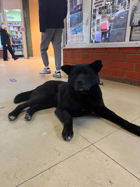 Потерявшаяся собака породы Акита в Иркутске - Собаки в Иркутск