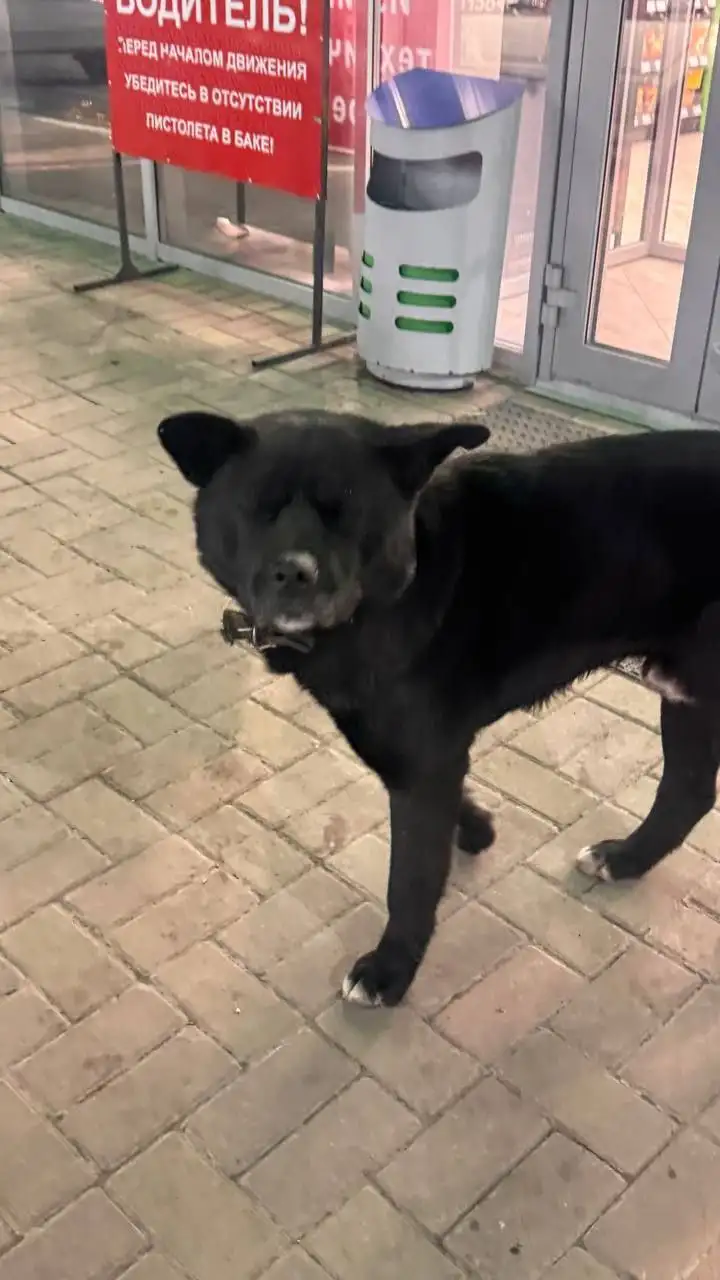 Потерявшаяся собака породы Акита в Иркутске - Собаки (Животные) в Иркутск