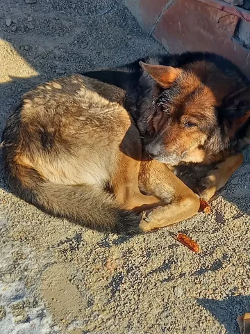 Потерянная собака в Березовом районе - Животные в Иркутск