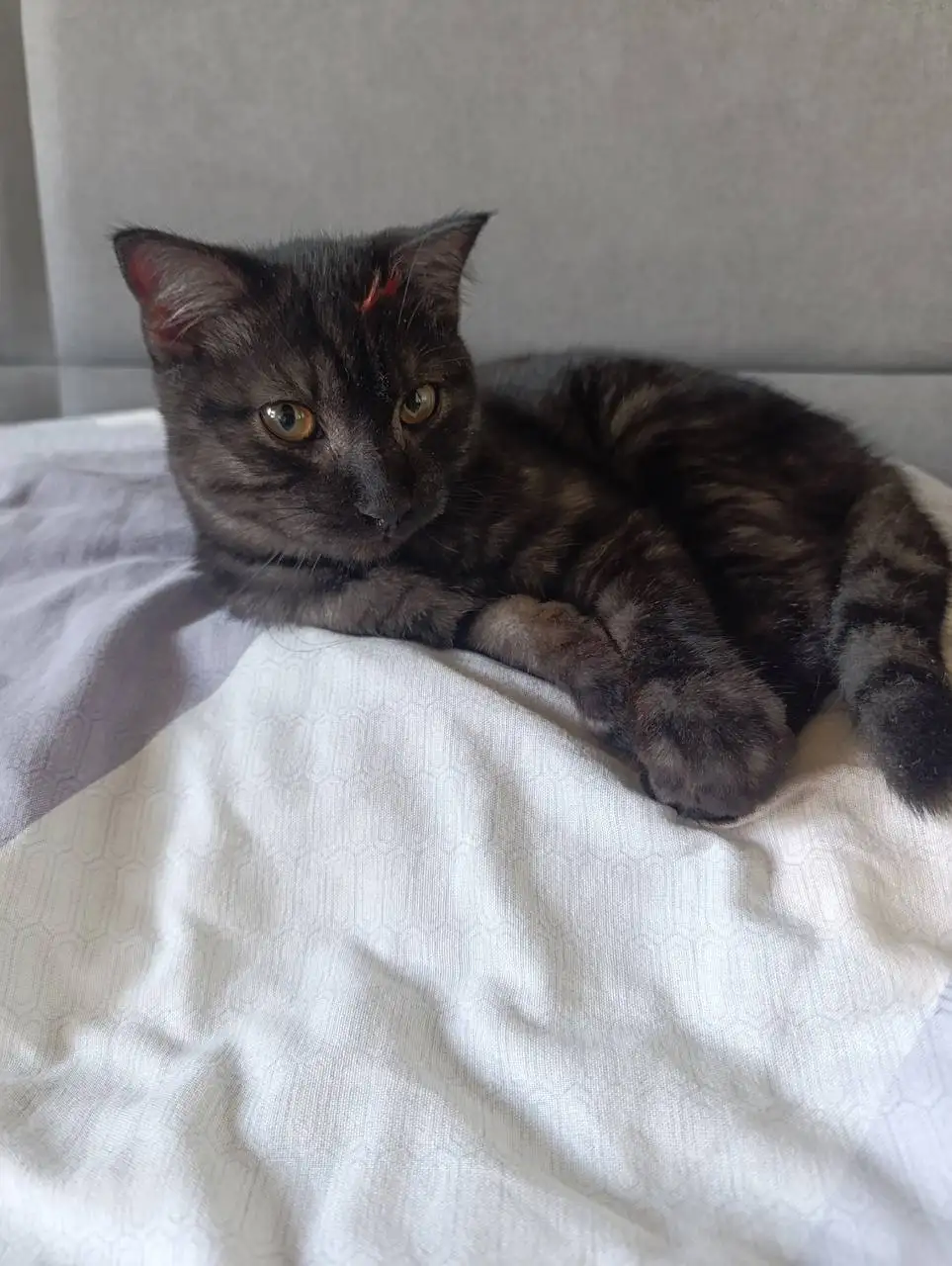 Потерявшийся кот шотландской породы в Иркутске - Кошки (Животные) в Иркутск