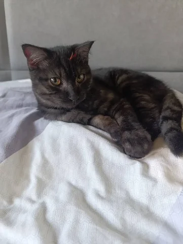 Потерявшийся кот шотландской породы в Иркутске - Животные в Иркутск