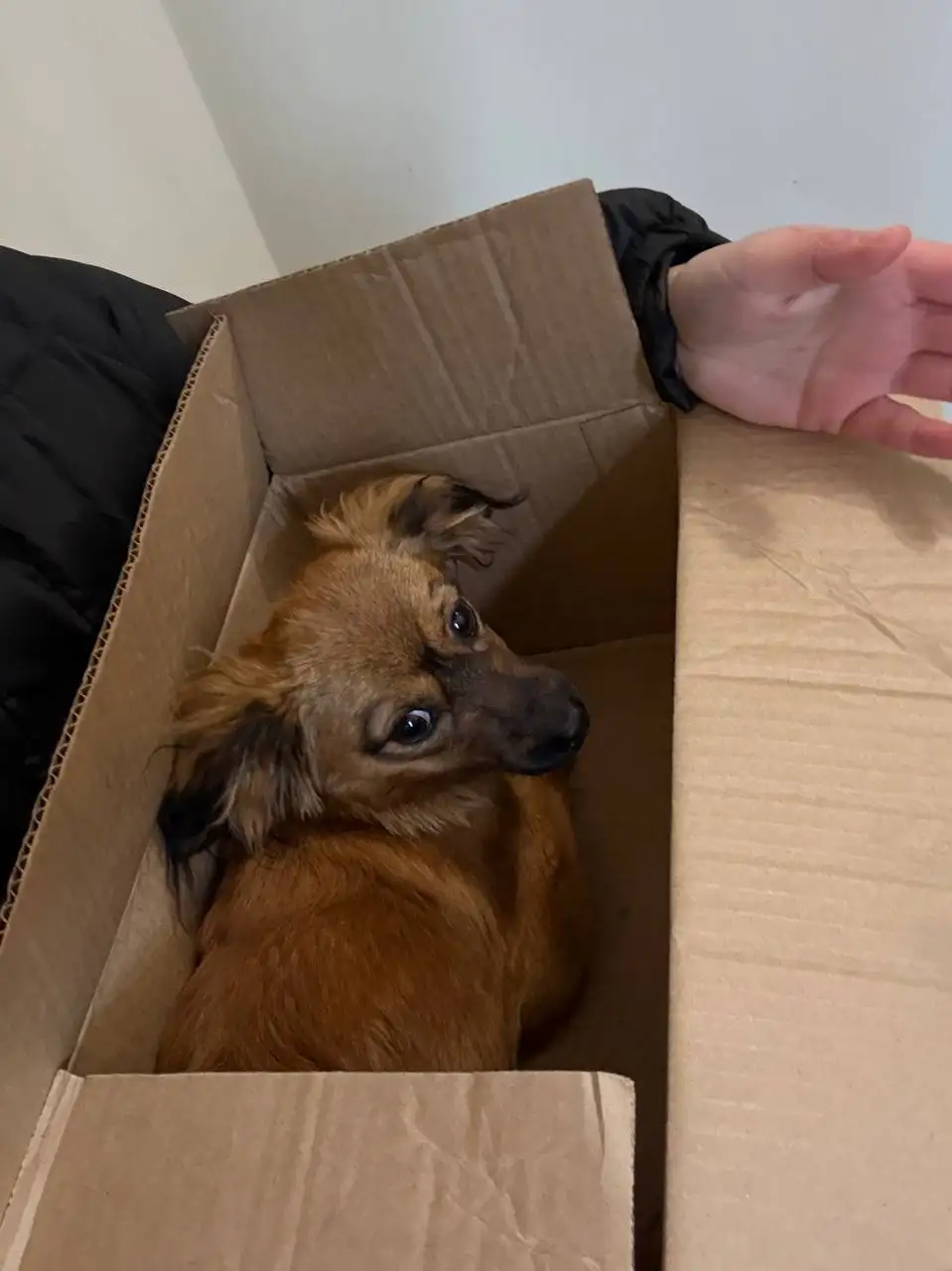 Найдена собака в Иркутске - Собаки (Животные) в Иркутск