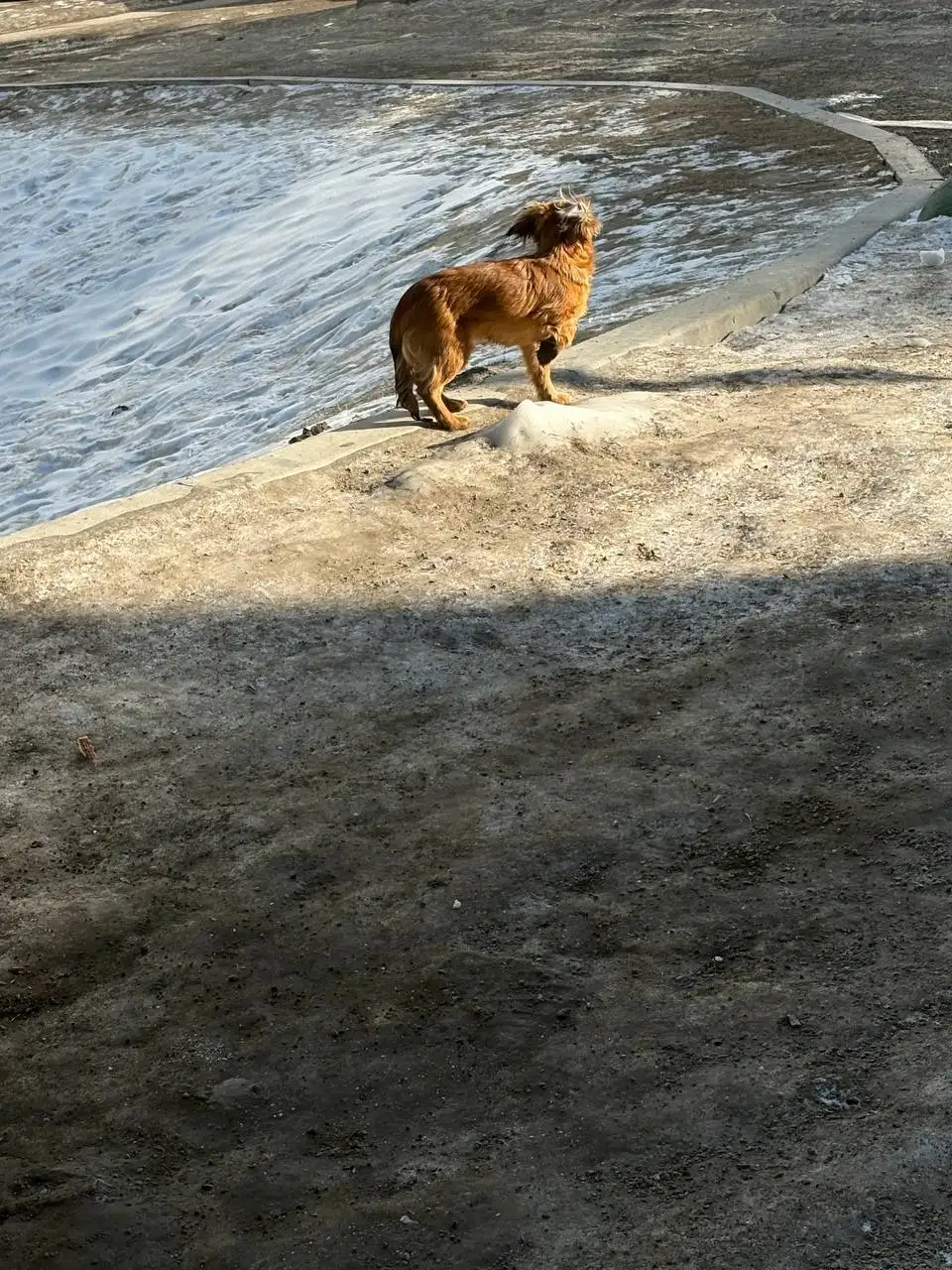 Найдена собака в Иркутске - Собаки (Животные) в Иркутск