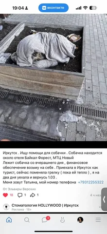 Пропавшая собака в Иркутске - Животные в Иркутск