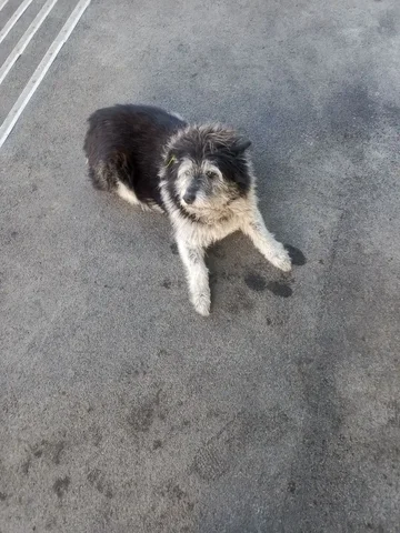 Потерянная собака у ТЦ Роща на Сергеева - Животные в Иркутск