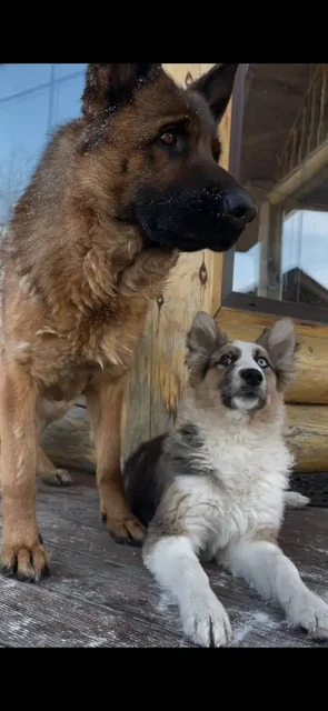 Потерялись собаки в Молодежном - Животные в Молодежный