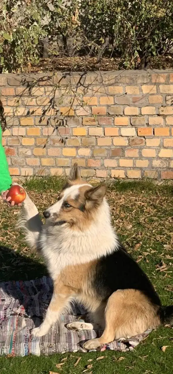 Потерялись собаки в Молодежном - Потерянные животные (Животные) в Молодежный