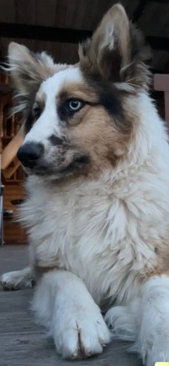 Потерялись собаки в Молодежном - Потерянные животные (Животные) в Молодежный