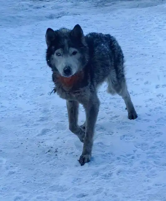 Хаски на грани жизни и смерти нуждается в спасении - Собаки (Животные) в Иркутск