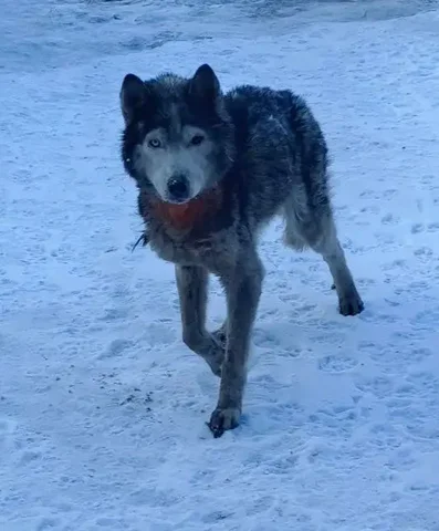 Хаски на грани жизни и смерти нуждается в спасении - Животные в Иркутск
