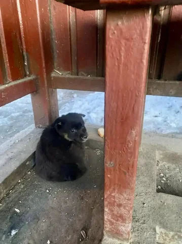 Потерянный щенок в Иркутске - Животные в Иркутск