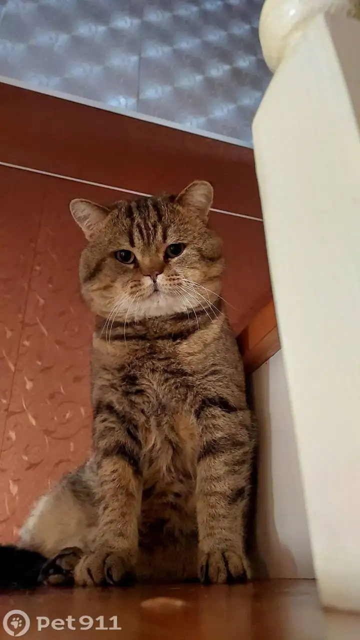 Пропала кошка коричневого окраса с черными полосками - Потерянные животные (Животные) в Хомутово