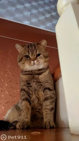 Пропала кошка коричневого окраса с черными полосками - Потерянные животные в Хомутово