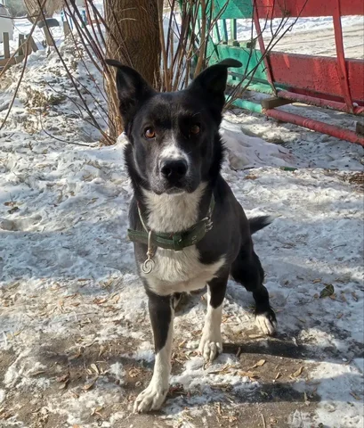 Потерянная собака в Ангарске - Скот в Ангарск