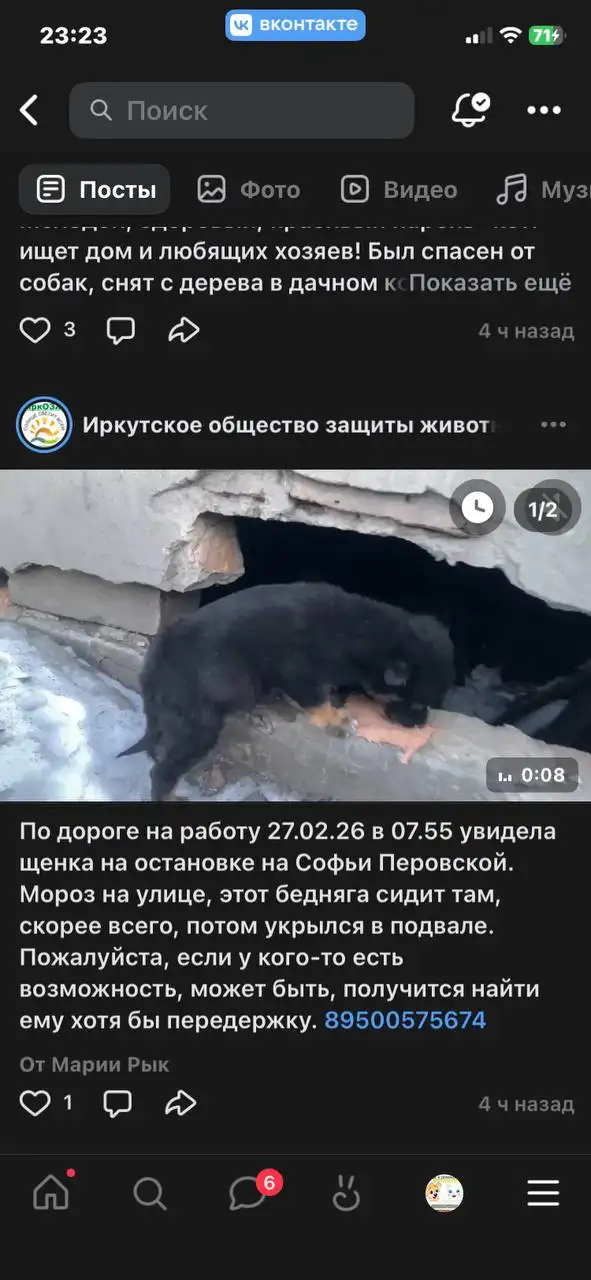 Найден щенок в Иркутске - Животные в Иркутск