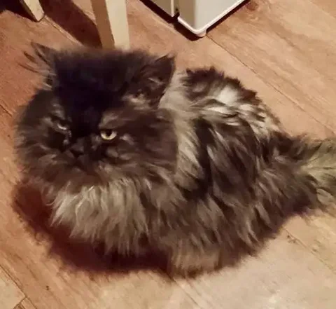 Срочная передержка кота в Иркутске - Животные в Иркутск